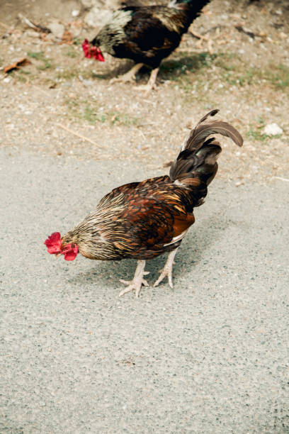 istock Cocks on the ground in rural area 1065469564