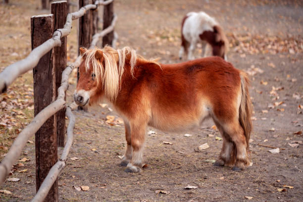 istock Pony miniature horse on a farm 1065470194