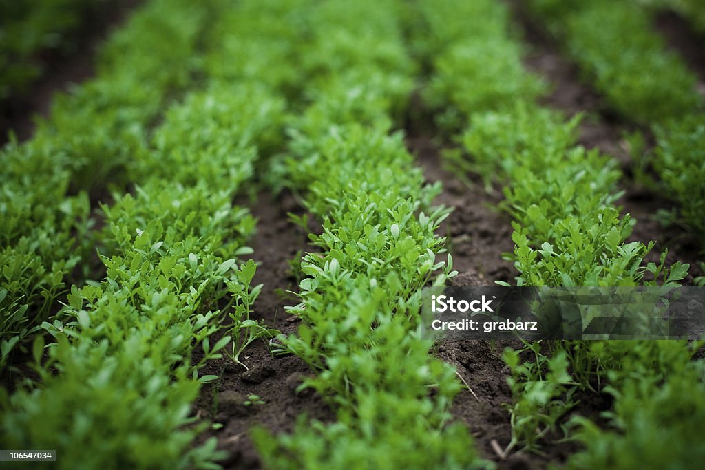 Beds of watercress  Color Image Stock Photo