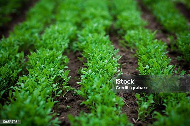 Beds Of Watercress Stock Photo - Download Image Now - Color Image, Crucifers, Flowerbed