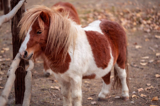 istock Brow miniature horse. Outdoors 1065470448