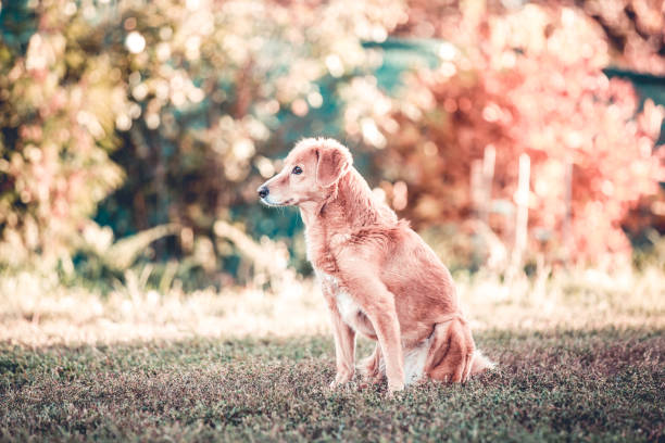 istock Senior happy dog. Elderly dog care 1065470806