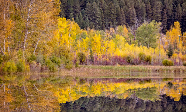 istock Golden British Columbia 1065471964