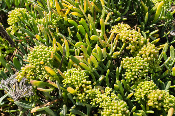 wild flowers of the Algarve along the coast of the Algarve in Portugal, wild flowers grow and defy wind and weather white stargazer stock pictures, royalty-free photos & images