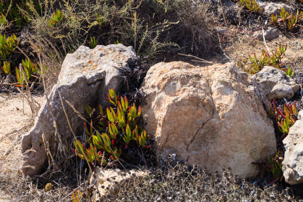 wild flowers of the Algarve along the coast of the Algarve in Portugal, wild flowers grow and defy wind and weather white stargazer stock pictures, royalty-free photos & images