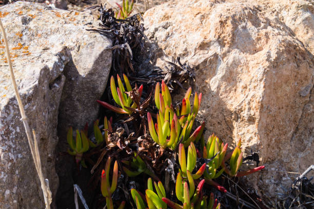 wild flowers of the Algarve along the coast of the Algarve in Portugal, wild flowers grow and defy wind and weather white stargazer stock pictures, royalty-free photos & images