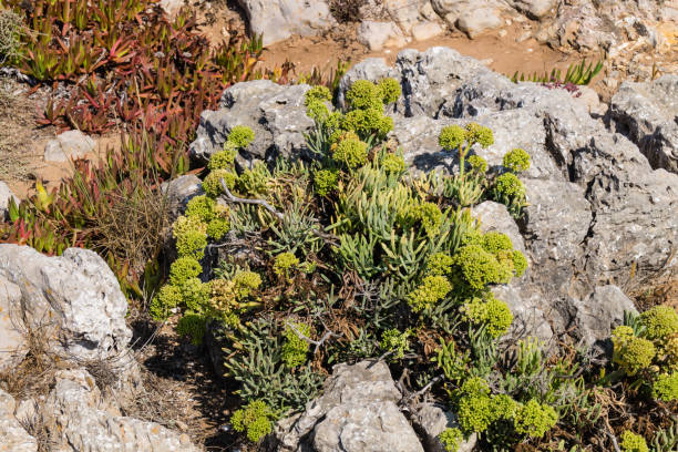 wild flowers of the Algarve along the coast of the Algarve in Portugal, wild flowers grow and defy wind and weather white stargazer stock pictures, royalty-free photos & images