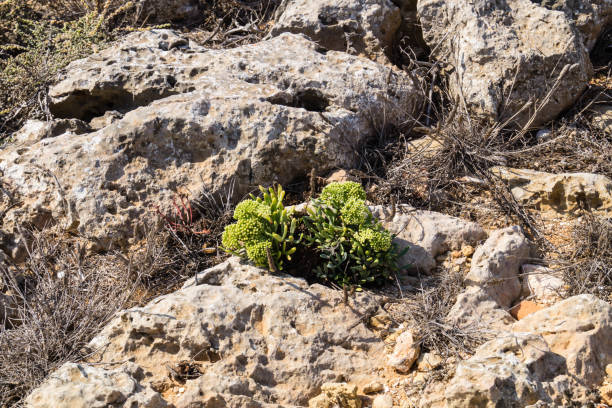 wild flowers of the Algarve along the coast of the Algarve in Portugal, wild flowers grow and defy wind and weather white stargazer stock pictures, royalty-free photos & images