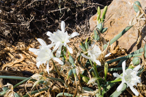 wild flowers of the Algarve along the coast of the Algarve in Portugal, wild flowers grow and defy wind and weather white stargazer stock pictures, royalty-free photos & images