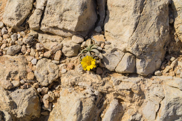 wild flowers of the Algarve along the coast of the Algarve in Portugal, wild flowers grow and defy wind and weather white stargazer stock pictures, royalty-free photos & images