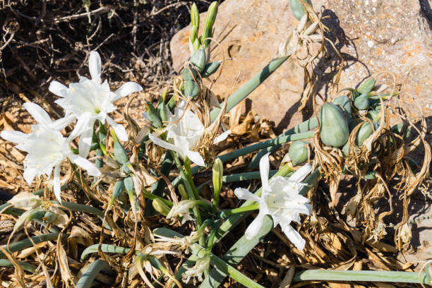 wild flowers of the Algarve along the coast of the Algarve in Portugal, wild flowers grow and defy wind and weather white stargazer stock pictures, royalty-free photos & images