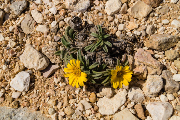 wild flowers of the Algarve along the coast of the Algarve in Portugal, wild flowers grow and defy wind and weather white stargazer stock pictures, royalty-free photos & images