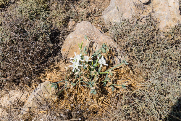 wild flowers of the Algarve along the coast of the Algarve in Portugal, wild flowers grow and defy wind and weather white stargazer stock pictures, royalty-free photos & images