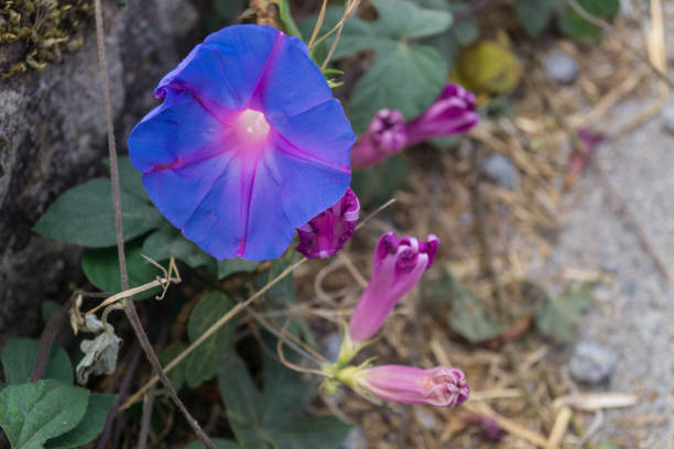 wild flowers of the Algarve along the coast of the Algarve in Portugal, wild flowers grow and defy wind and weather white stargazer stock pictures, royalty-free photos & images