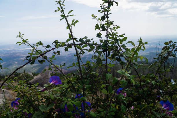 wild flowers of the Algarve along the coast of the Algarve in Portugal, wild flowers grow and defy wind and weather white stargazer stock pictures, royalty-free photos & images