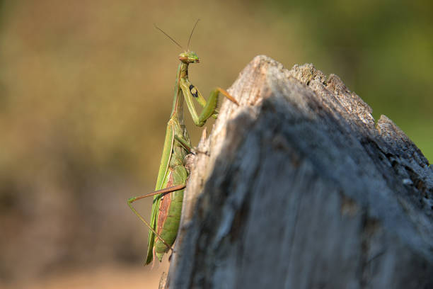 istock Mantis religiosa. Religious mantis on wood. Sunny day 1065474368