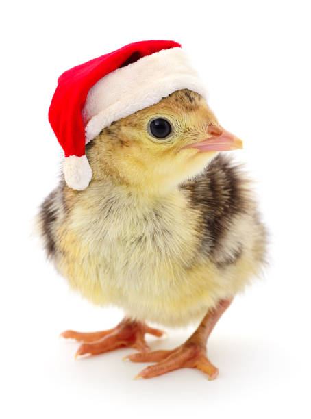 Chicken turkey in a red Santa Claus hat. stock photo