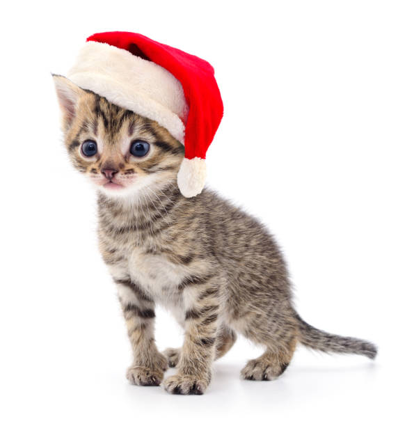 istock Kitten in a red Santa Claus hat. 1065474514