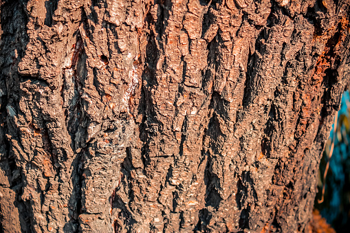 Nature background of a dark brown tree barkNature background of a dark brown tree bark