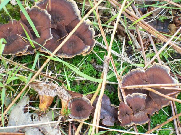 istock Coltricia perennis 1065478158