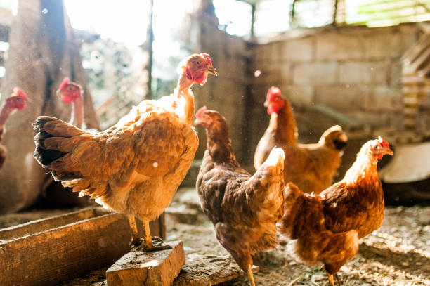 istock live hens in spacious old farm with natural light 1065479270