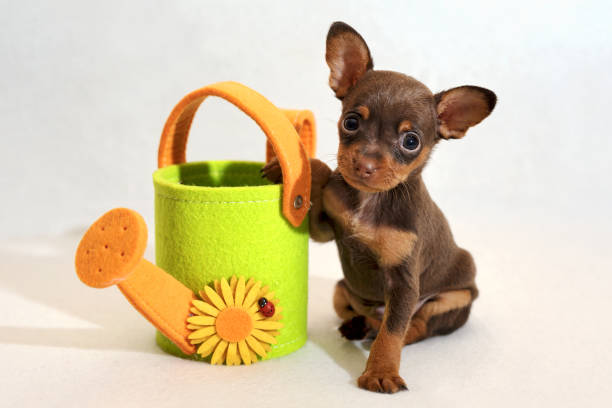 Russkiy toy terrier puppy with watering-can Cute brown and tan short-haired Russkiy toy (Russian toy terrier) puppy with light-green toy watering-can in a white background. russkiy toy stock pictures, royalty-free photos & images