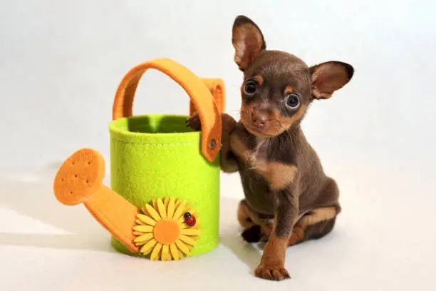Cute brown and tan short-haired Russkiy toy (Russian toy terrier) puppy with light-green toy watering-can in a white background.
