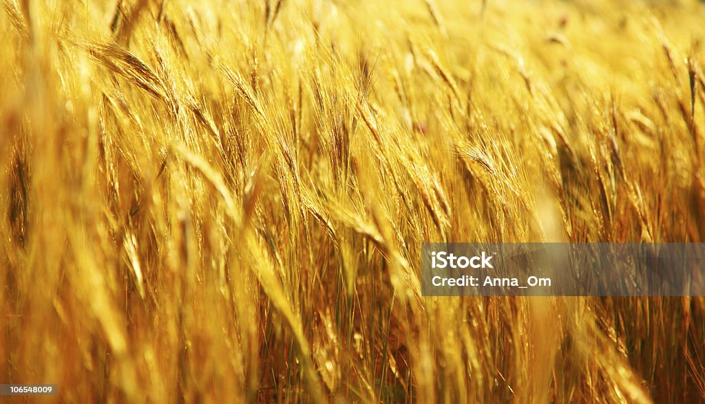 Campo de trigo - Foto de stock de Agricultura royalty-free