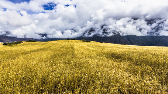 Field of Mature wheat on a high plateau in the heart of the Andes, surrounded by snowy mountain peaks.