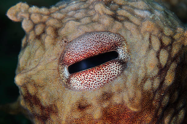Underwater Sea Life stock photo
