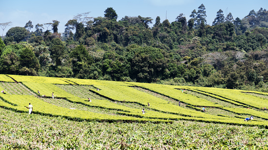 Mufindi Highlands, Tanzania - August 08, 2018: African people cutting the tea leaves in the tea plantation in the Iringa region of the Highlands in Southern Tanzania.