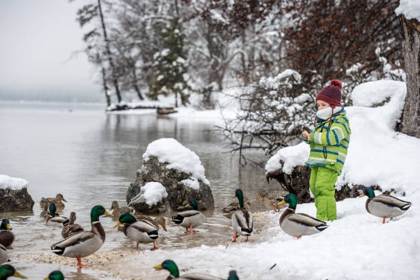 istock Toddler boy in warm winter suit feeding ducks 1065485526