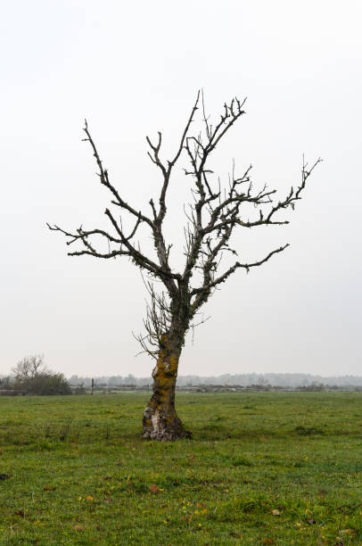 seul arbre nu dans une prairie - bare tree tree single object loneliness photos et images de collection