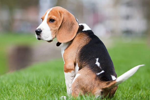 Sad beagle puppy stock photo