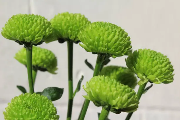Group of green Chrysanthemum flowers, sunlit, growing outdoors against a white wall background.