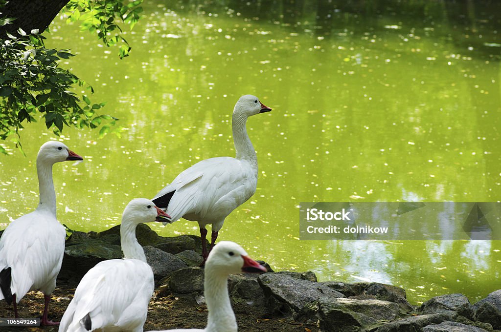 Schnee-Gänse - Lizenzfrei Agrarbetrieb Stock-Foto