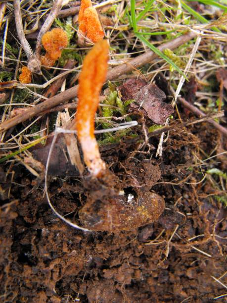 istock Cordyceps militaris on pupa 1065492798