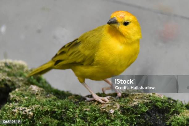 Saffron Finch Stock Photo - Download Image Now - Abstract, Animal, Animal Body Part