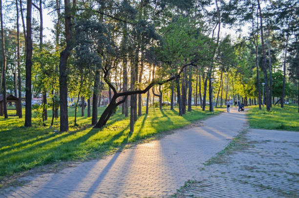 istock The sunset sun shines beautifully through the tree in the park. 1065494618