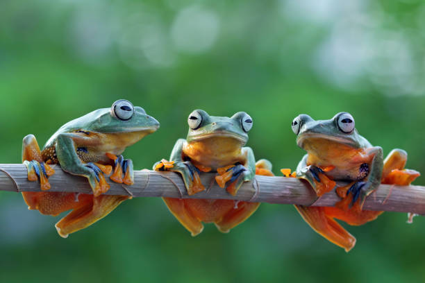 istock Group of Tree Frog on Branch 1065494958