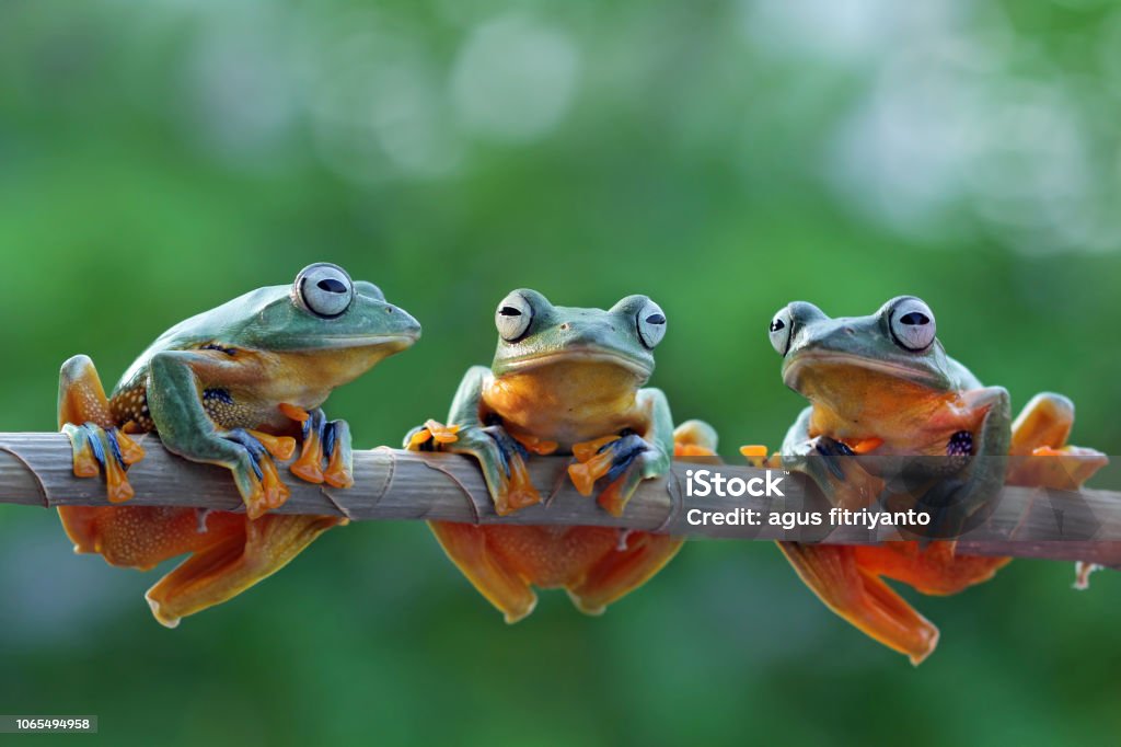 Group of Tree Frog on Branch ampibi species in Java Frog Stock Photo