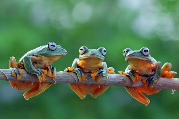 Group of Tree Frog on Branch ampibi species in Java three animals photos stock pictures, royalty-free photos & images