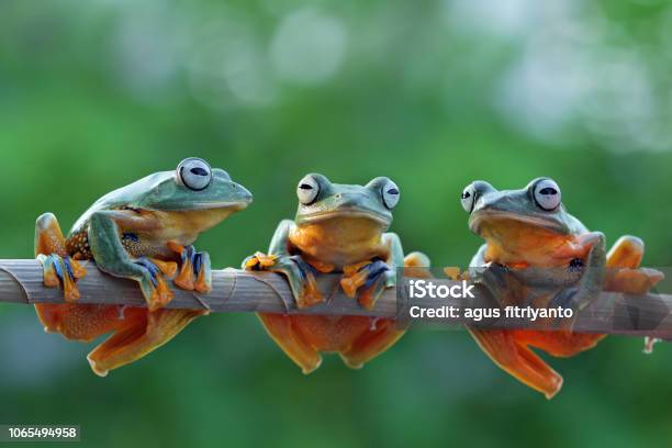 Group Of Tree Frog On Branch Stock Photo - Download Image Now - Frog, Animal Themes, Animal
