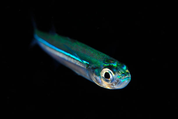 istock Underwater Sea Life 1065495298