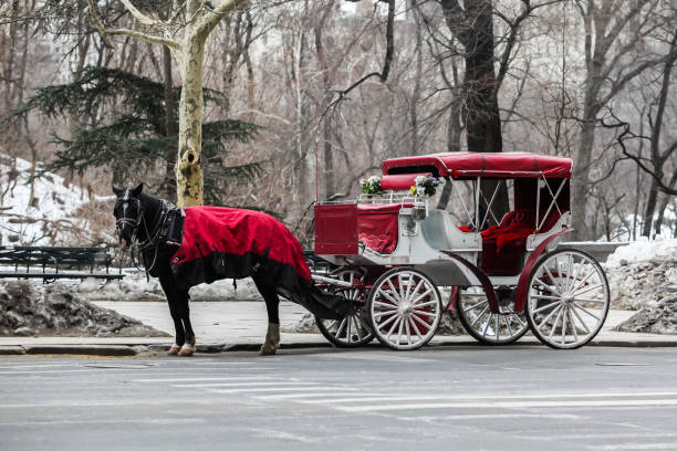 People take a horse carriage tour in Central Park, New York City, USA on a sunny day.