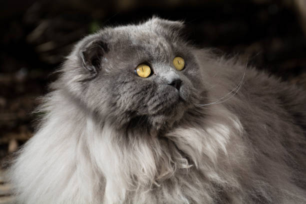 gatto delle highland fold - inglese a pelo lungo foto e immagini stock