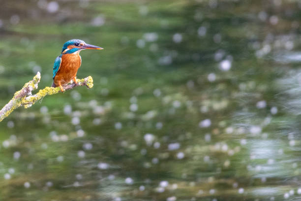 martín pescador hembra posado en rama de árbol - animals hunting kingfisher animal bird fotografías e imágenes de stock