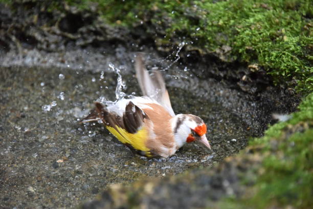 istock European goldfinch taking a bath 1065498854