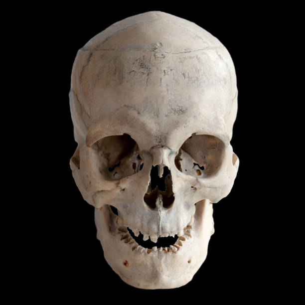 istock Anatomical  real human skull, close up. Front view. 1065499062