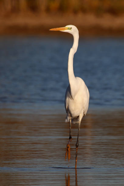 istock Great egrets on the bank of a pond. 1065499228